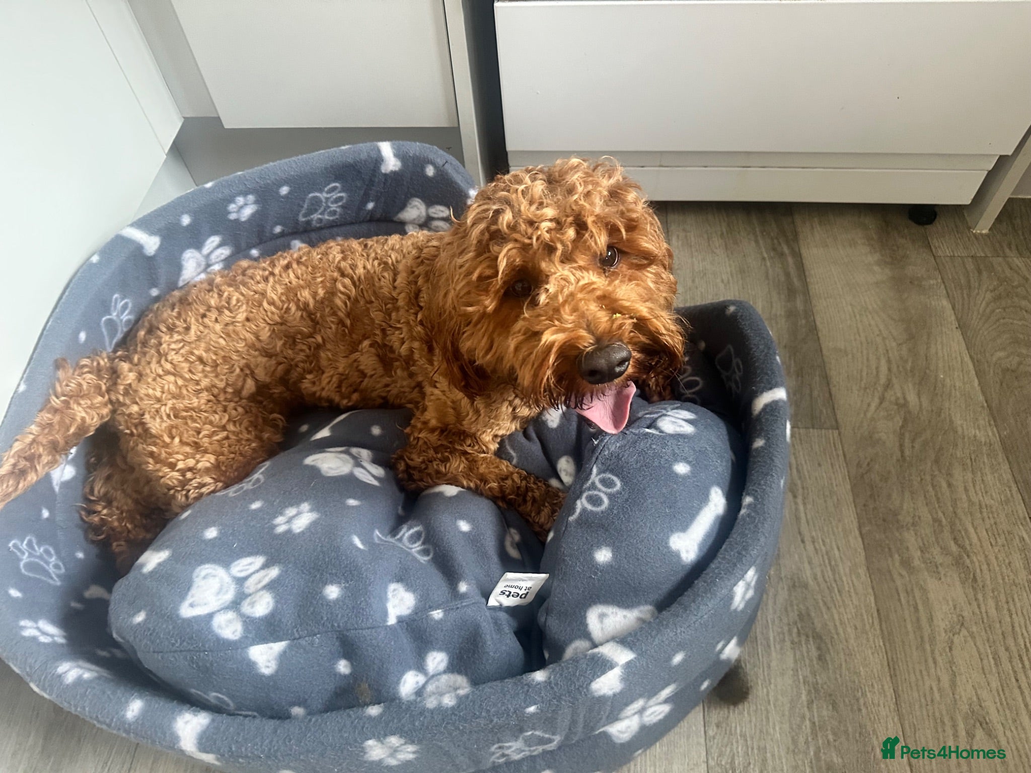 Cockapoo dogs Rusty – 18-Month-Old Loving, Playful Boy - Advert 2