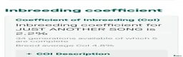 Miniature Dachshund dogs for sale: 🐾KC Silver Dapple - Elite Show Lines - 2.2% COI🐾 - Advert 12