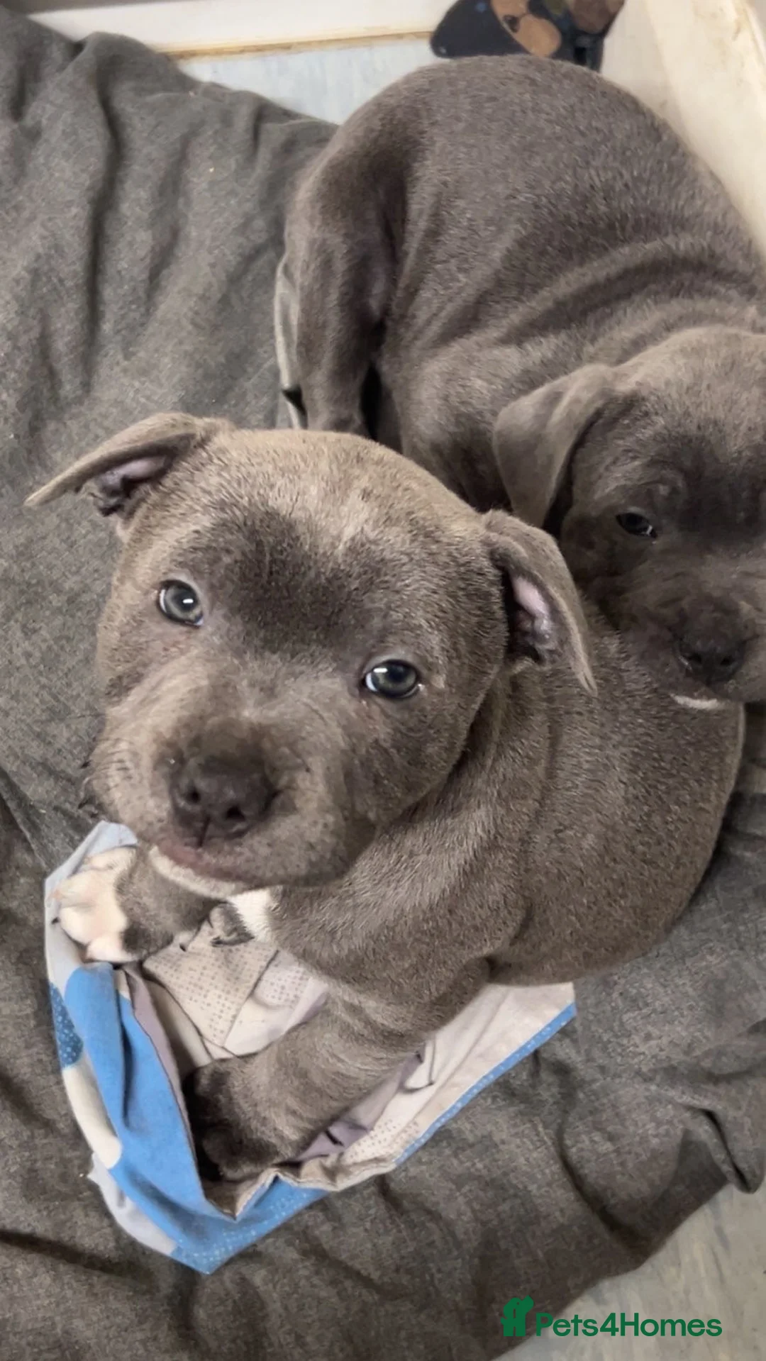Staffordshire Bull Terrier dogs for sale: Blue staffy puppies - Advert 3