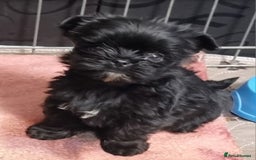 Yorkshire Terrier dogs for sale: Yorkshire Terrier puppies  - Image 13