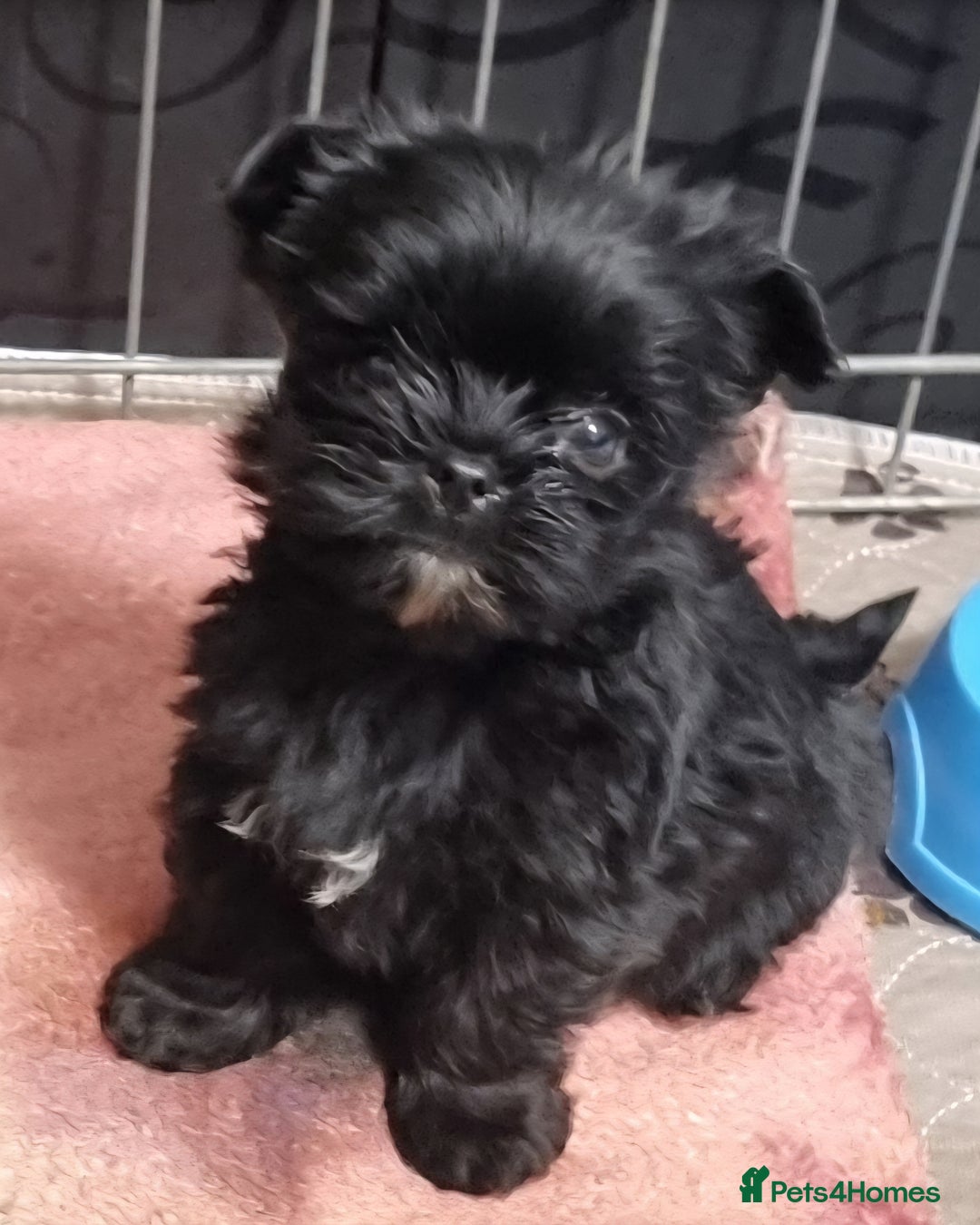Yorkshire Terrier dogs for sale: Yorkshire Terrier puppies  - Image 13