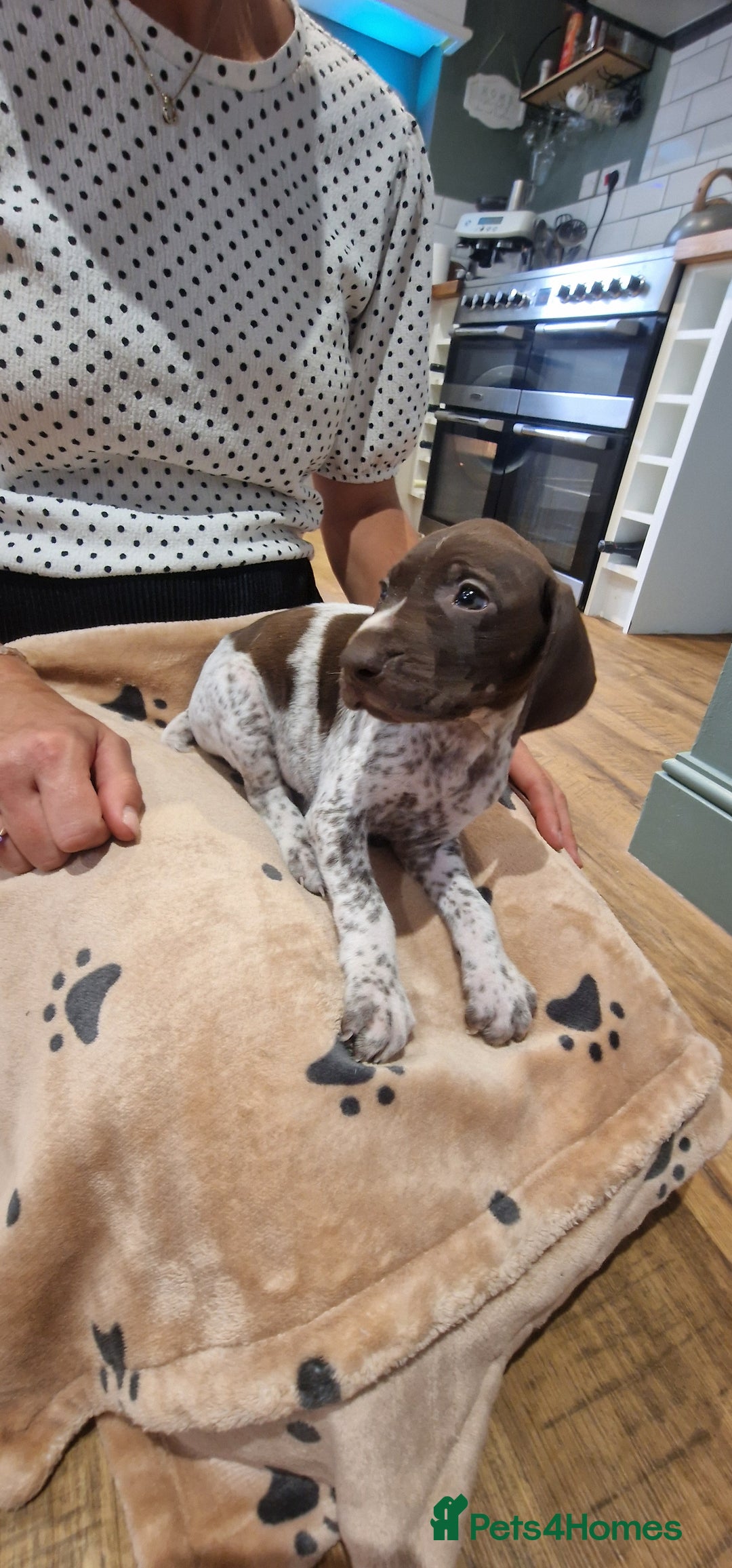 German Shorthaired Pointer dogs for sale: German shorthaired pointer puppies  - Image 9