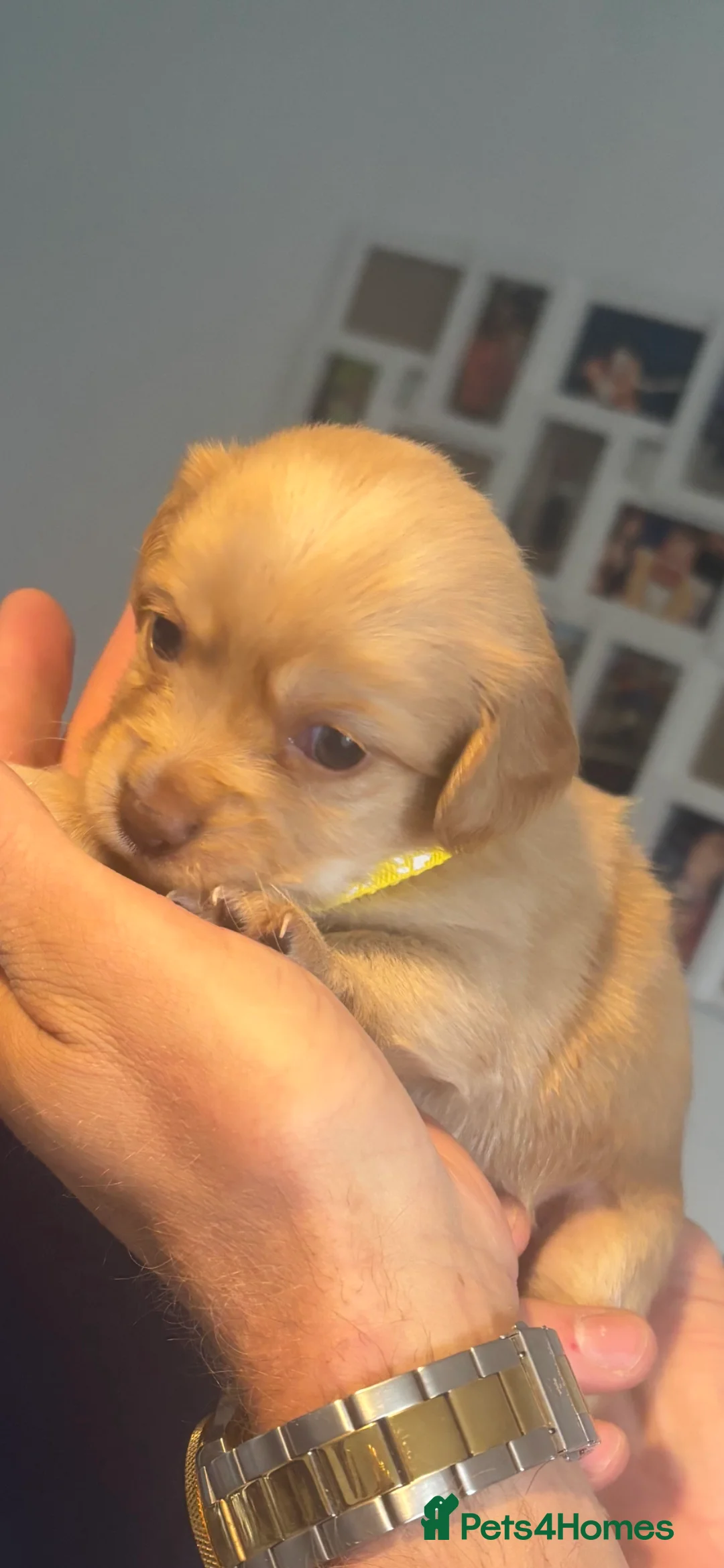 Mixed Breed dogs for sale: Cockhuahua - Advert 2