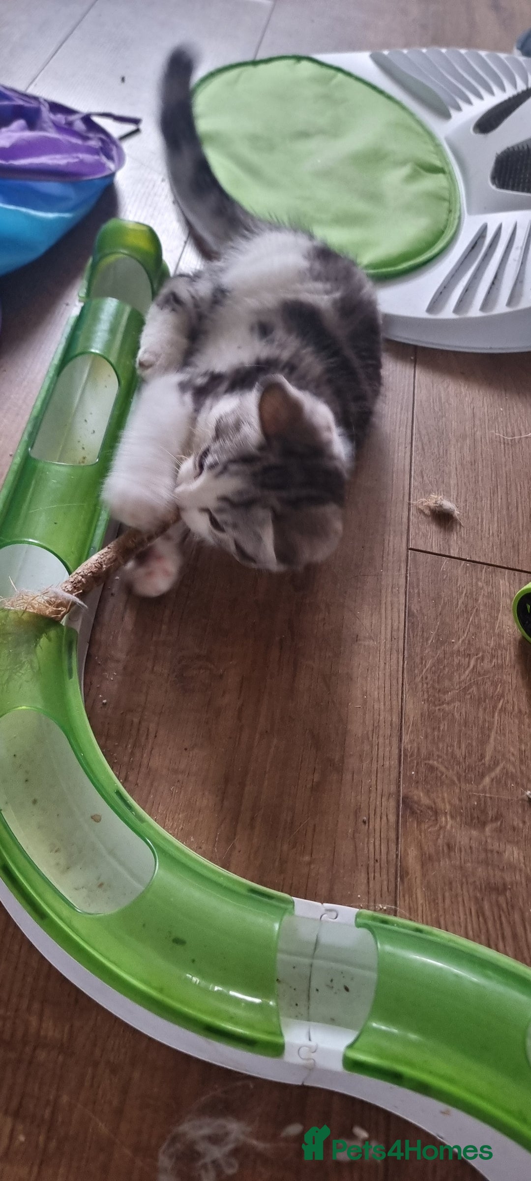 Mixed Breed cats for sale: A loveable Persian kitten - Advert 24