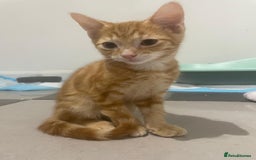British Shorthair cats for sale: Tabby Kittens for sale - Image 3