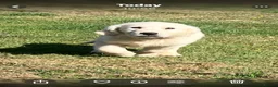 Golden Retriever dogs for sale: Kc beautiful girl  - Advert 2