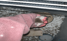 Mouse rodents for sale: mice for sale  - Image 2