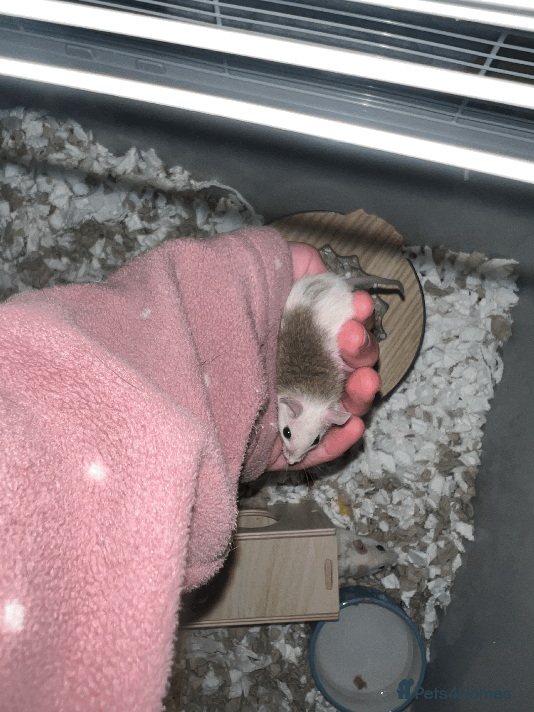 Mouse rodents for sale: mice for sale  - Image 2