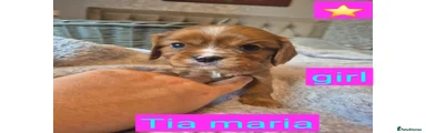 King Charles Spaniel Puppy 4
