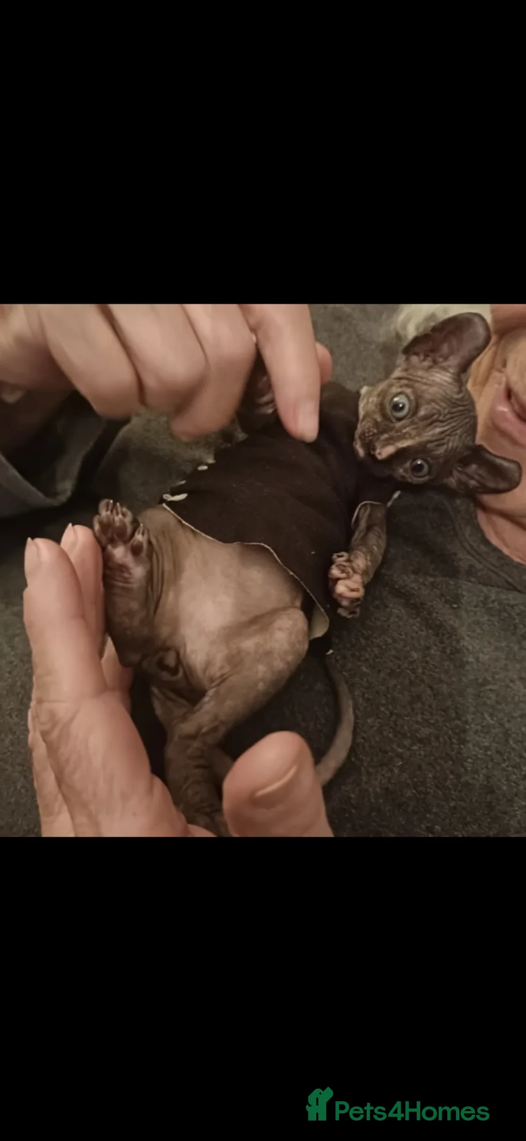 Sphynx cats for sale: Dual reg Proven Bambino Stud for sale  - Advert 8