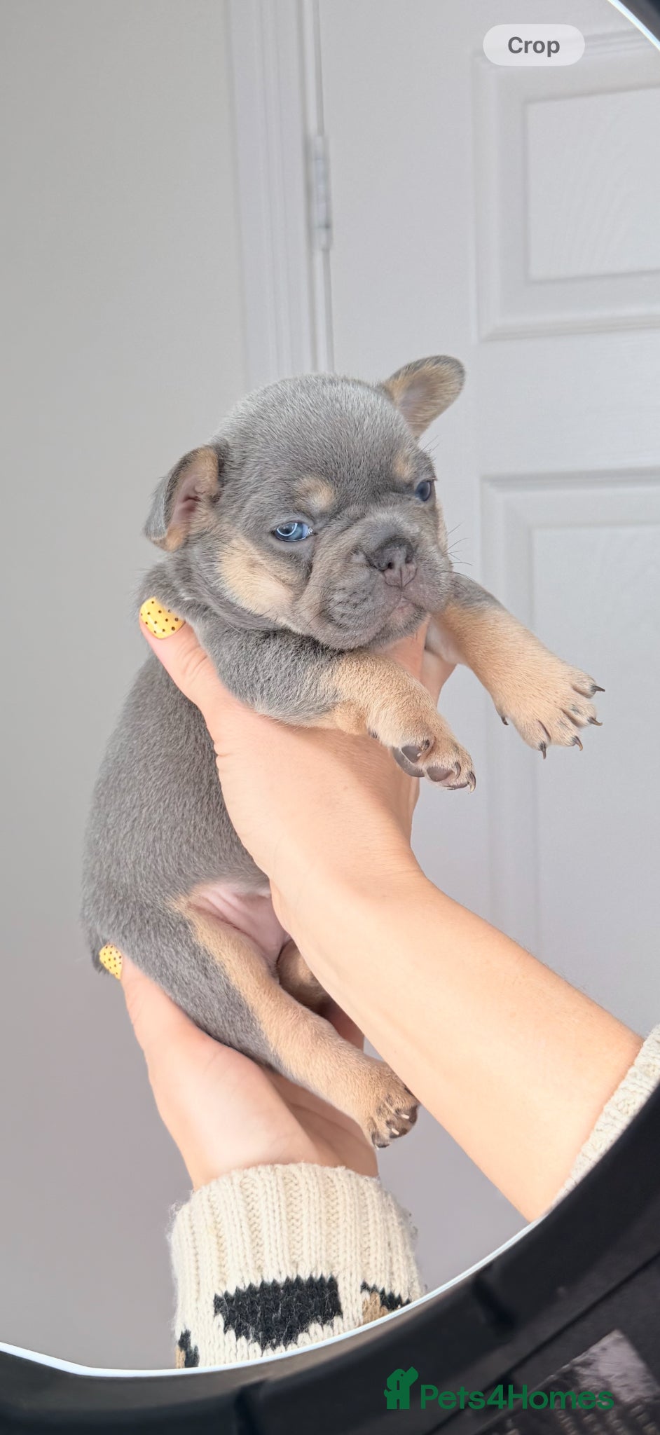 French Bulldog dogs  French bulldog puppies  - Advert 10