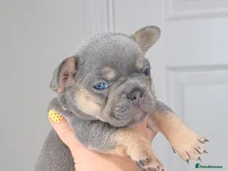 French Bulldog dogs French bulldog puppies - Advert 10