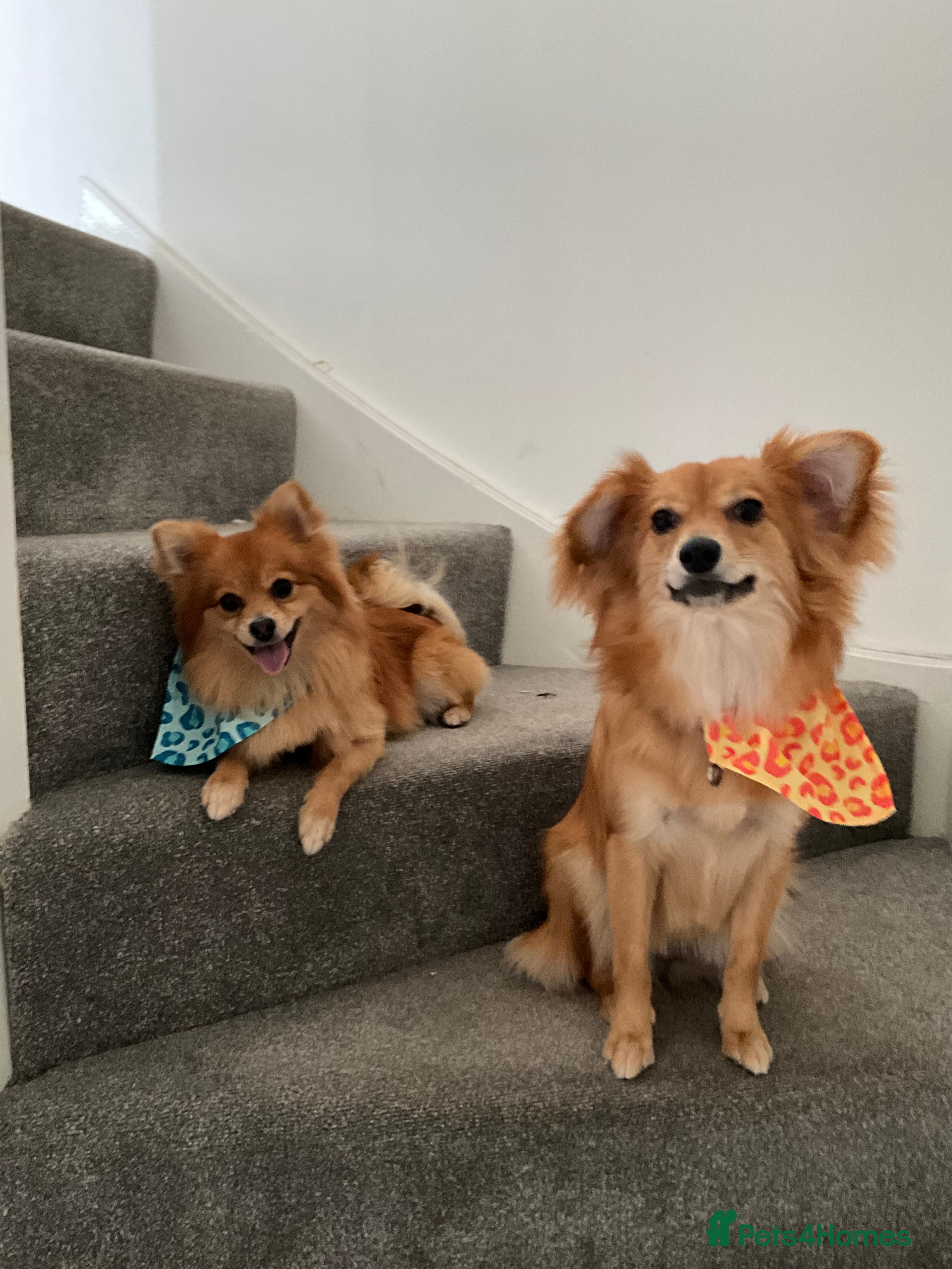 Mixed Breed dogs Having to rehome my dogs in Stoke-on-Trent - Advert 1