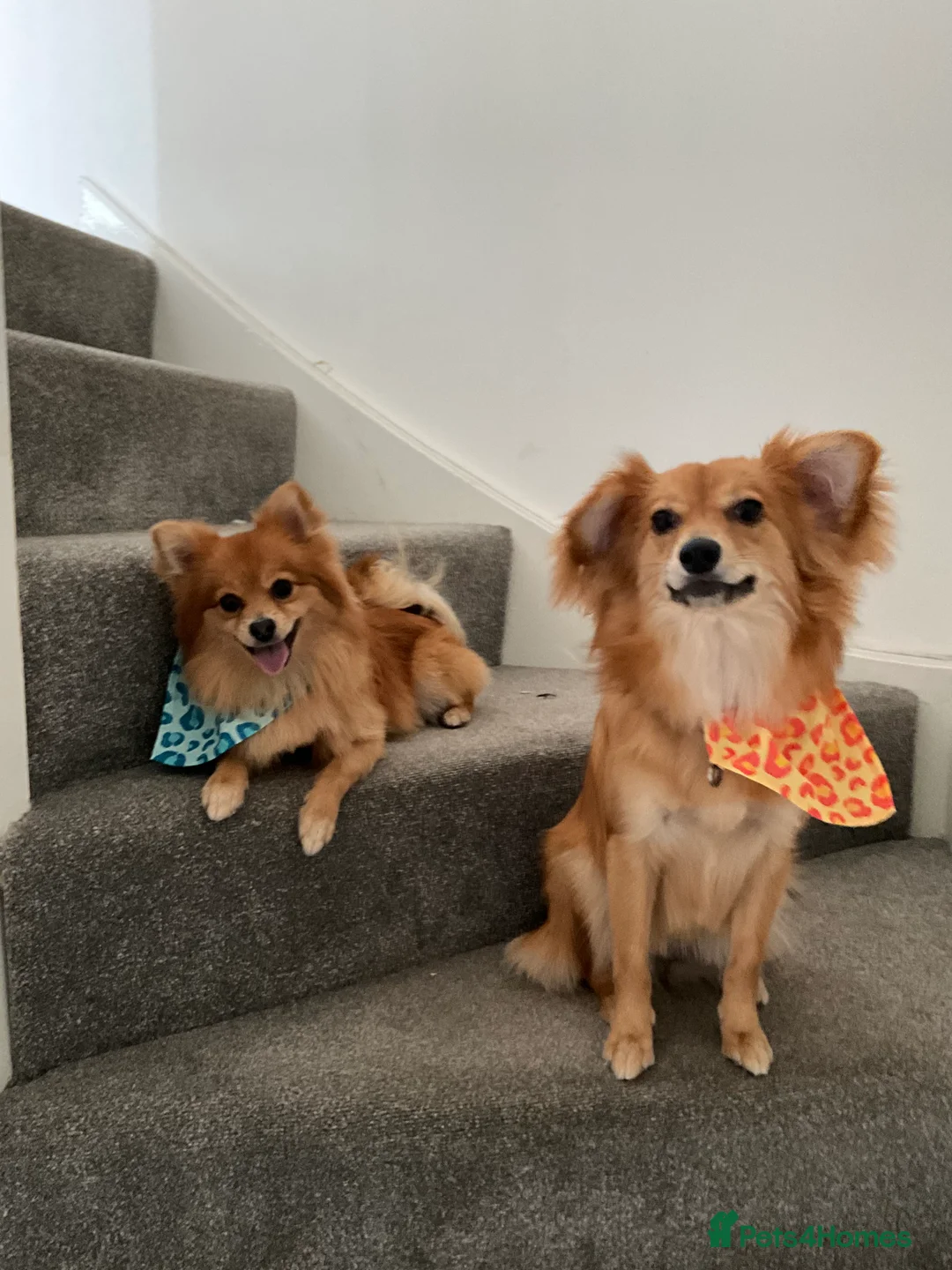 Mixed Breed dogs for sale: Having to rehome my dogs in Stoke-on-Trent - Advert 1