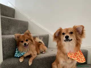 Mixed Breed dogs Having to rehome my dogs in Stoke-on-Trent - Advert 5