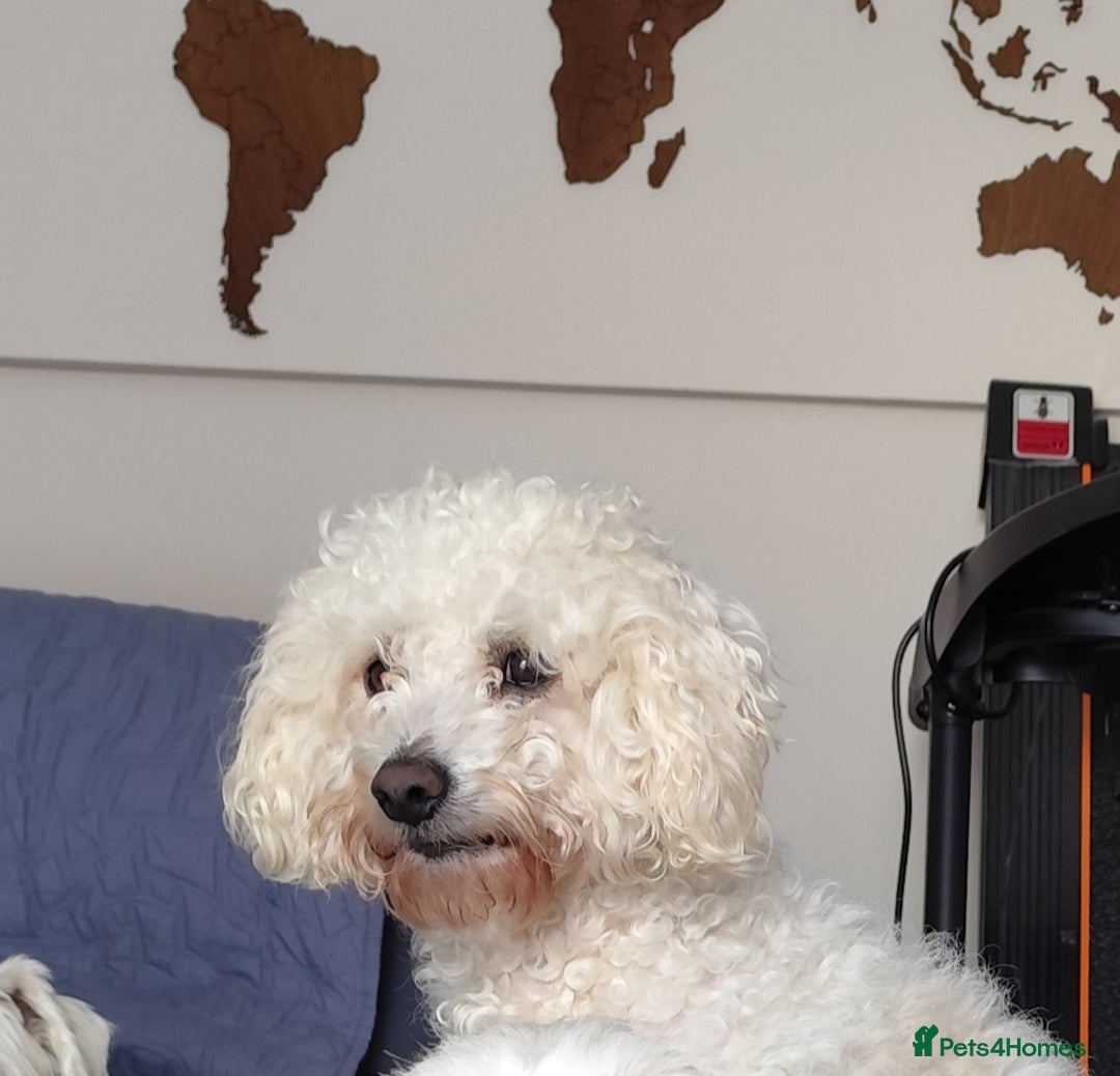 Bichon Frise dogs for stud: Bichon friese X stud - Image 5
