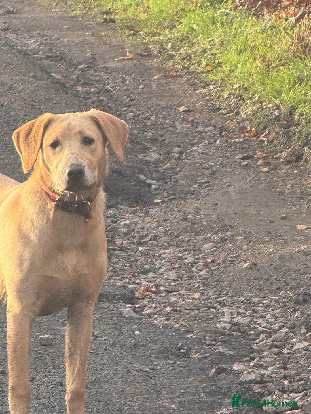 Labrador Retriever dogs for sale: Cracking Female Labrador - Advert 5