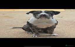 Mixed Breed dogs for sale: Loving Dog Looking for a New Home - Image 1