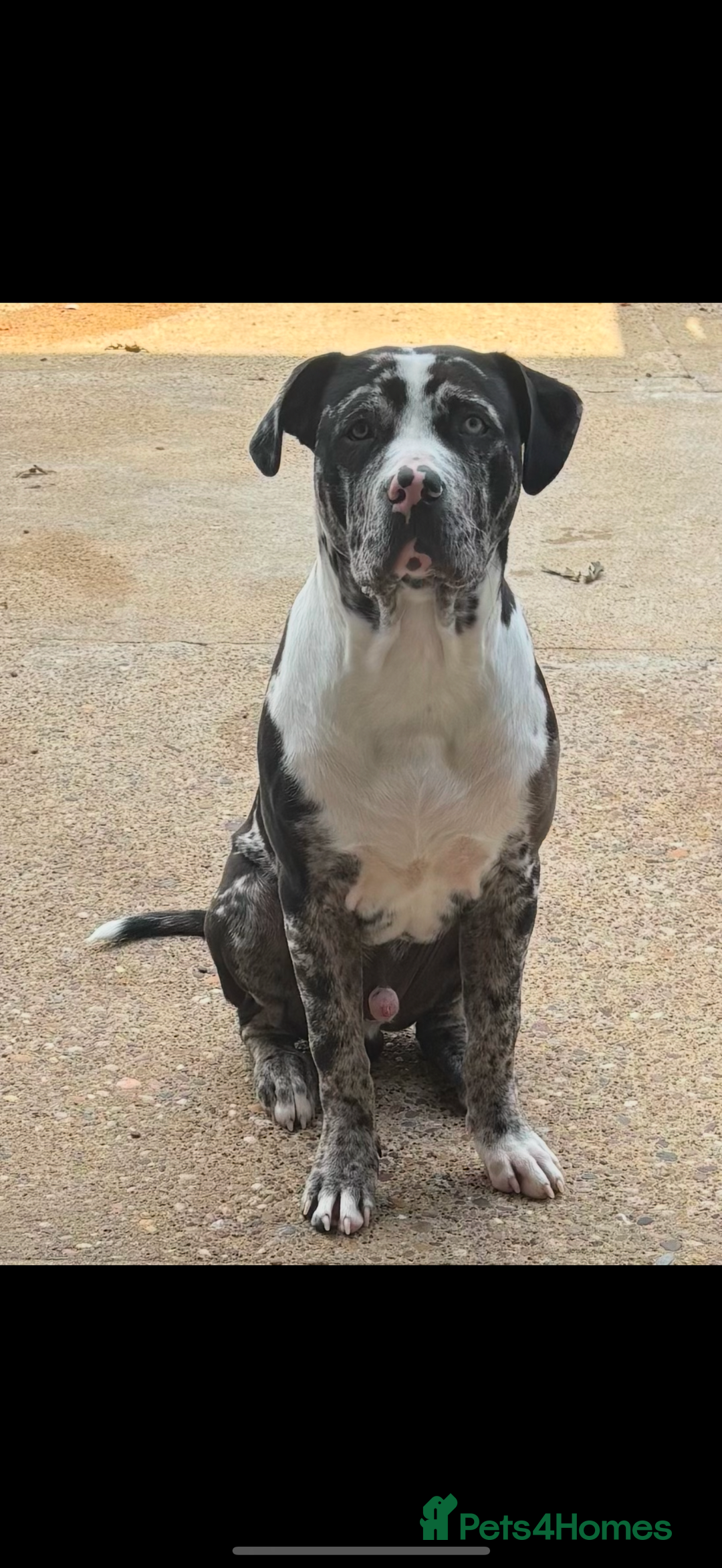 Mixed Breed dogs for sale: Loving Dog Looking for a New Home - Image 1