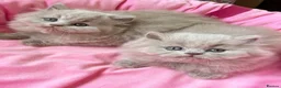 British Longhair cats for sale: Stunning lilac longhair British shorthair kittens. - Advert 12