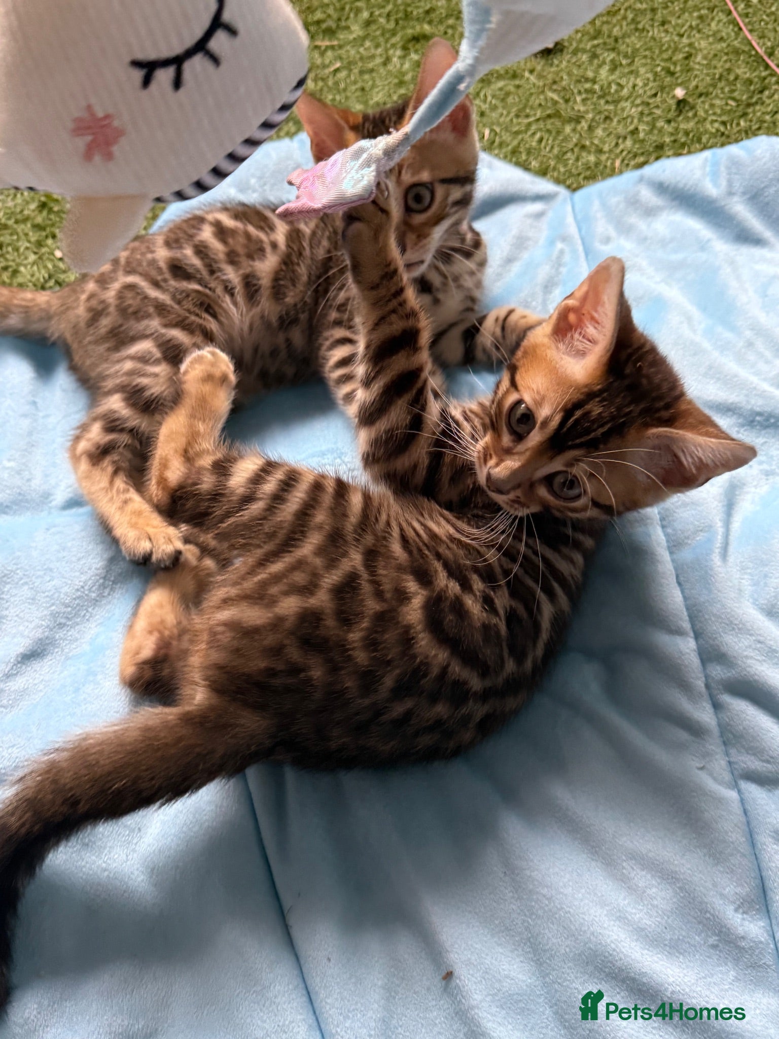 Bengal cats Pedigree TICA 💙 Bengal Kittens 🐆 Health Tested - Advert 1