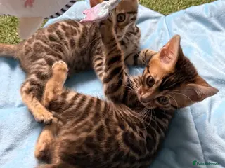 Bengal cats Pedigree TICA 💙 Bengal Kittens 🐆 Health Tested - Advert 1