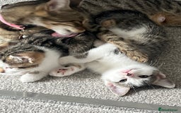 Mixed Breed cats for sale: Kittens  - Image 22