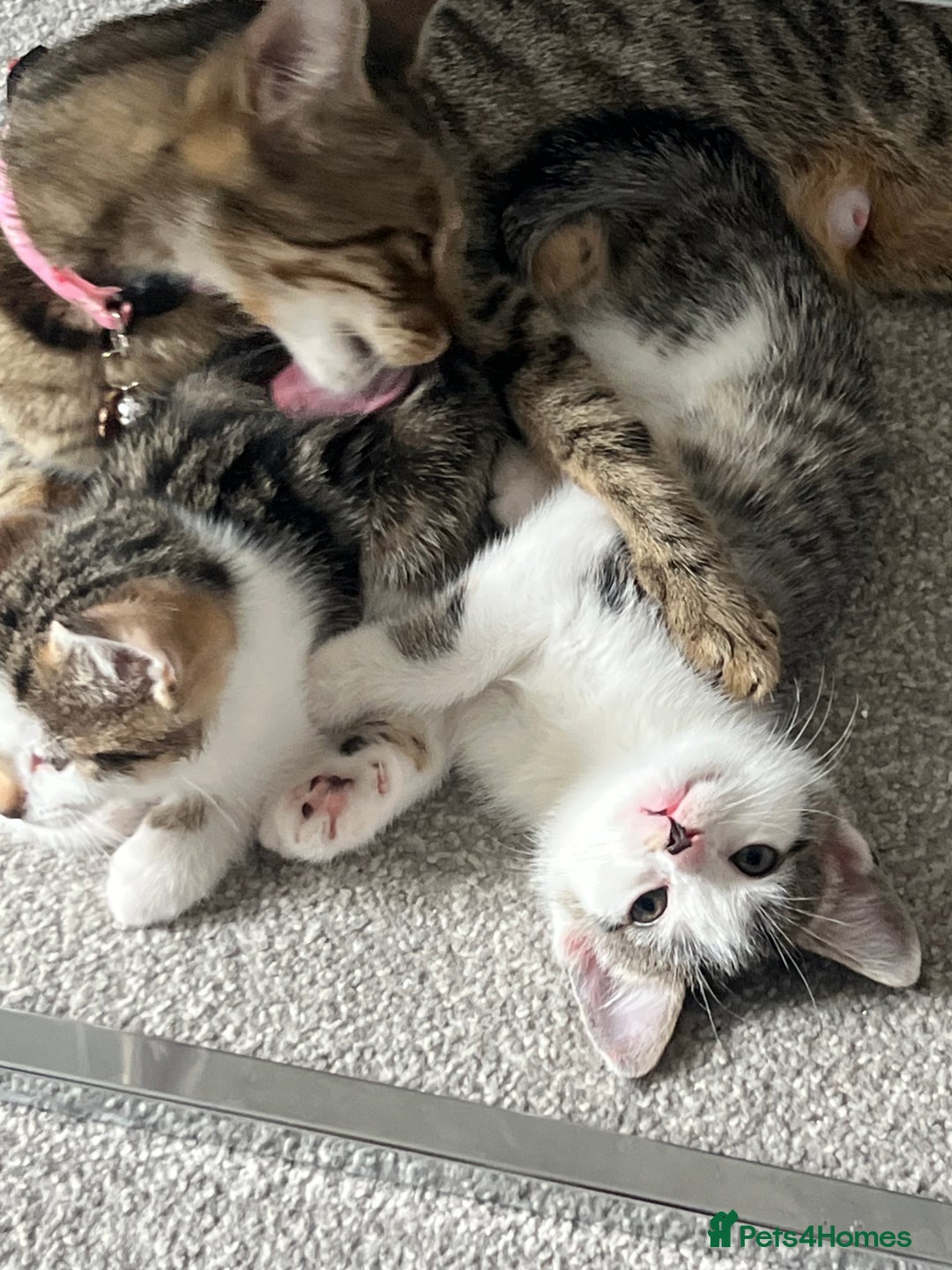 Mixed Breed cats for sale: Kittens  - Image 22