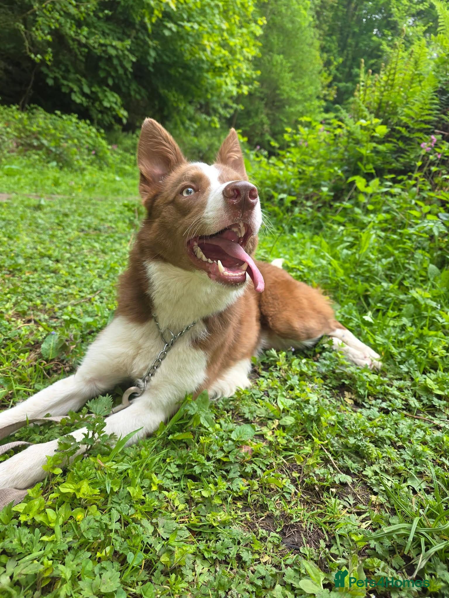 Border Collie dogs 17 Month old male border collie - Advert 1
