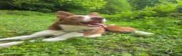 Border Collie dogs for sale: 17 Month old male border collie - Advert 1