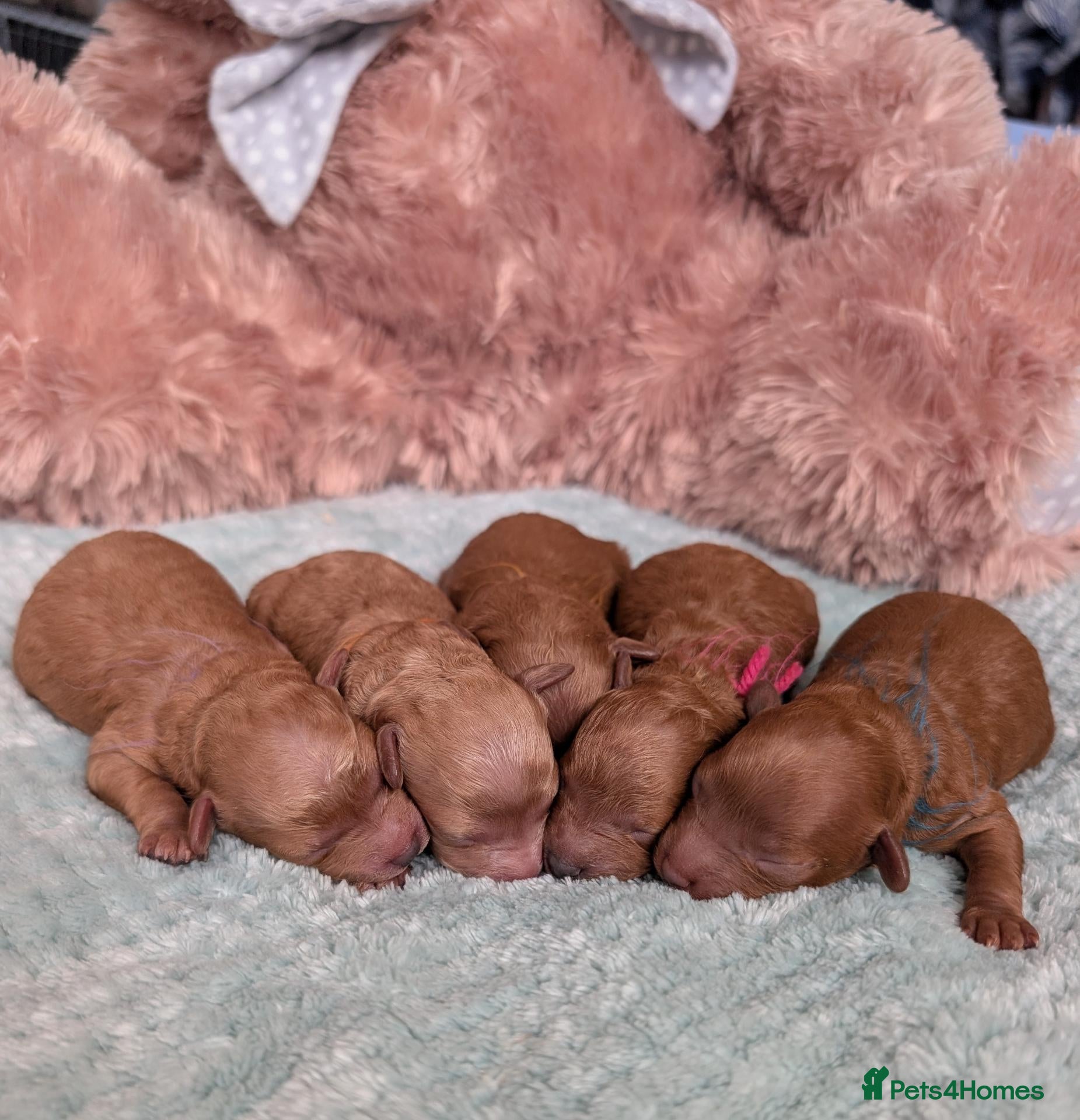 Toy Poodle dogs ❤️Toy poodl puppies❤️ HEALTH TESTED PARENTS  - Advert 10