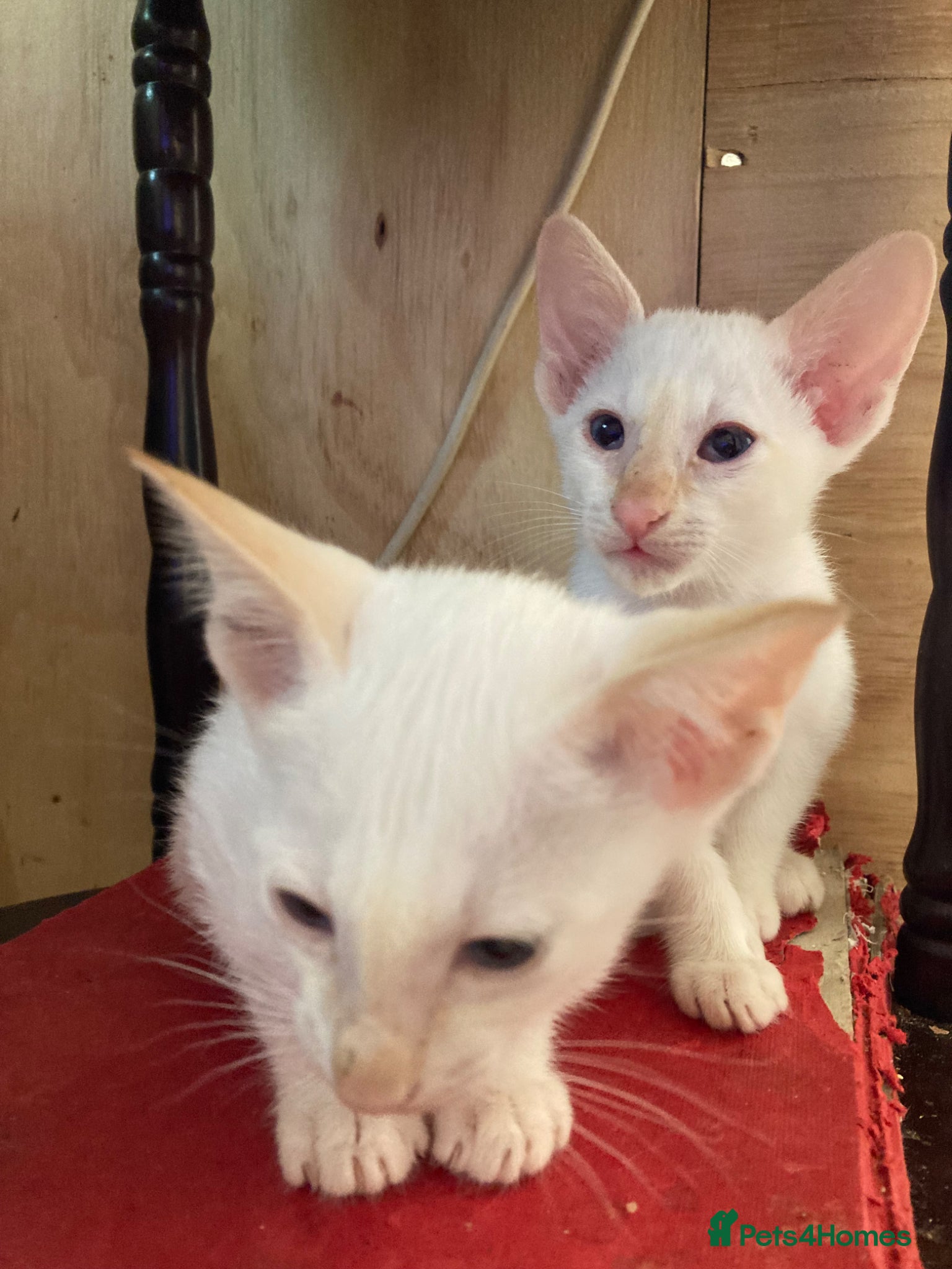 Siamese cats Siamese kittens - Advert 11