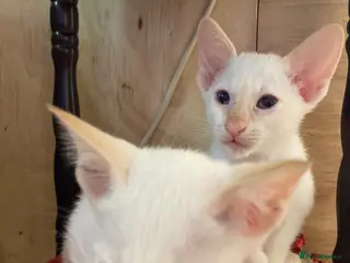 Siamese cats Siamese kittens - Advert 11