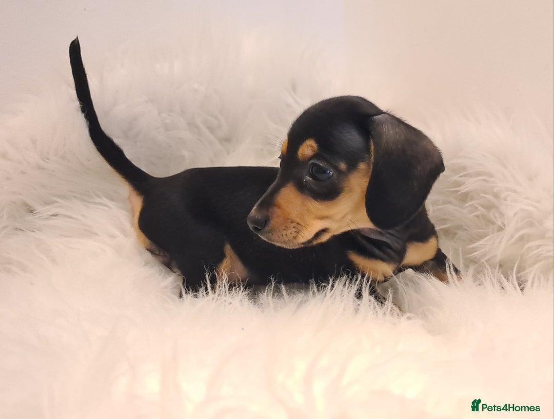 Miniature Dachshund dogs for sale: KC Daxi's health tested parents.READY - Image 15