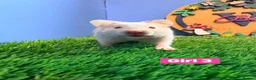 Hamster rodents for sale: Syrian Hamster Babiy Males Females Boy Girl - Advert 8