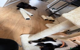 Mixed Breed dogs for adoption: Broccoli for adoption - Image 2