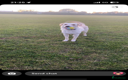 Borador dogs for sale: Bernie - Image 7