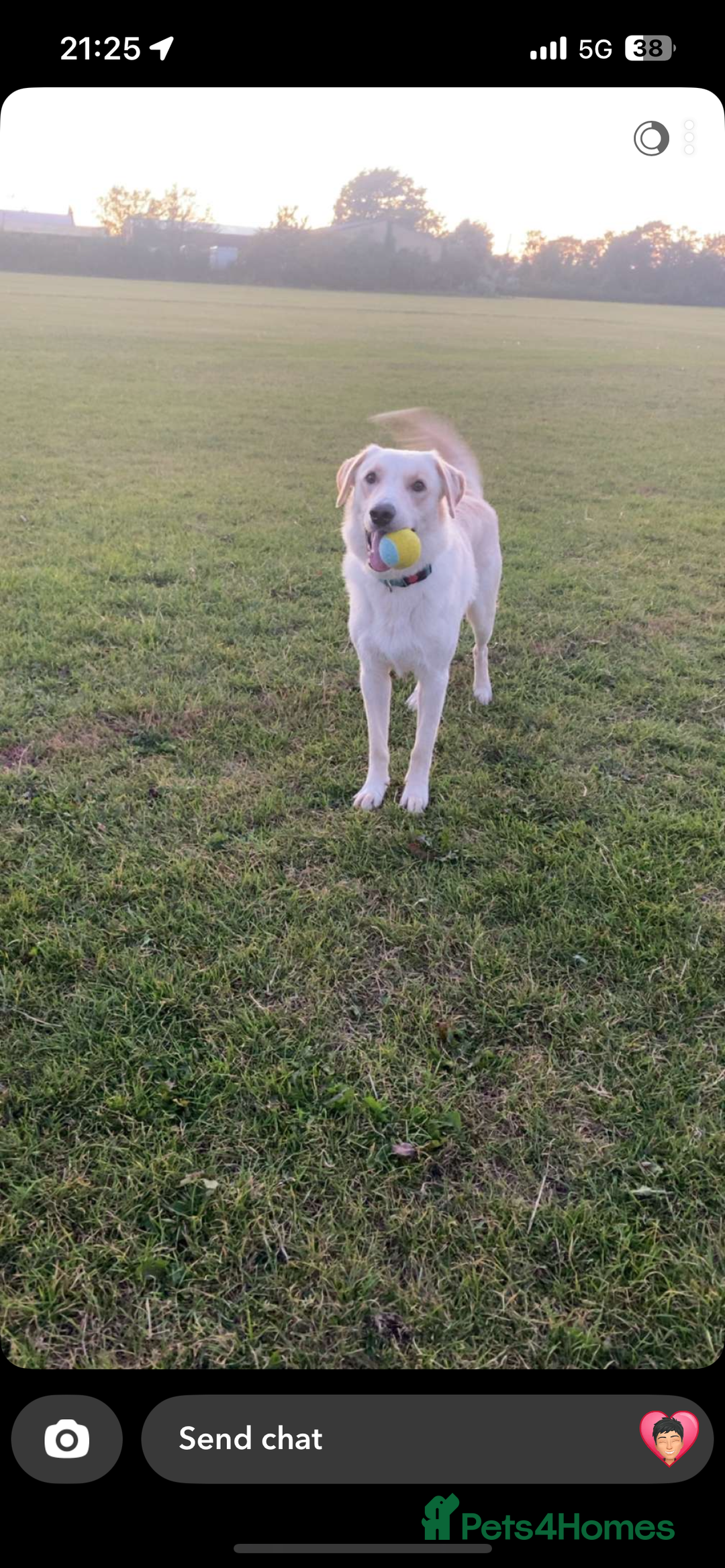 Borador dogs for sale: Bernie - Image 7