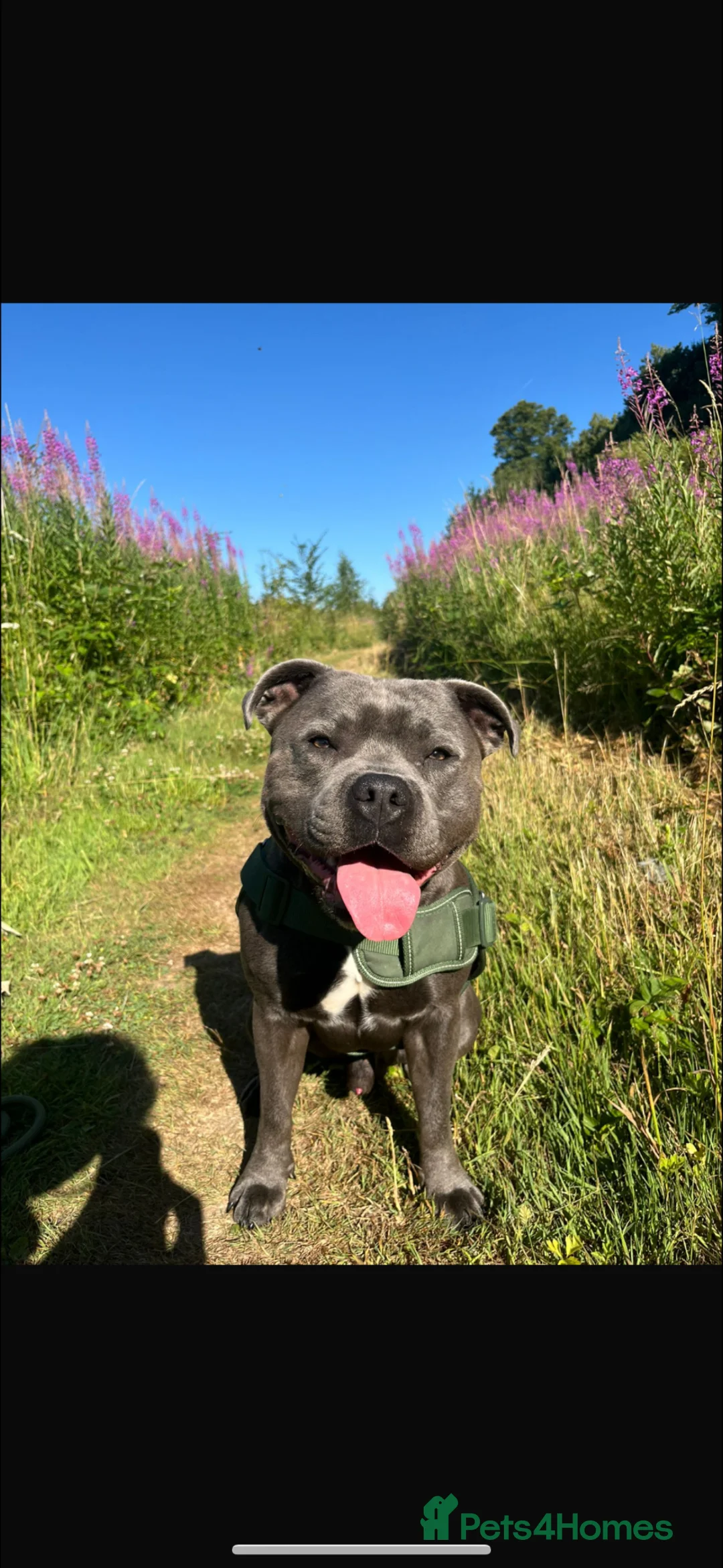 Staffordshire Bull Terrier dogs for stud: Blue Staffordshire Bull Terrier For Stud in Maidstone - Advert 3