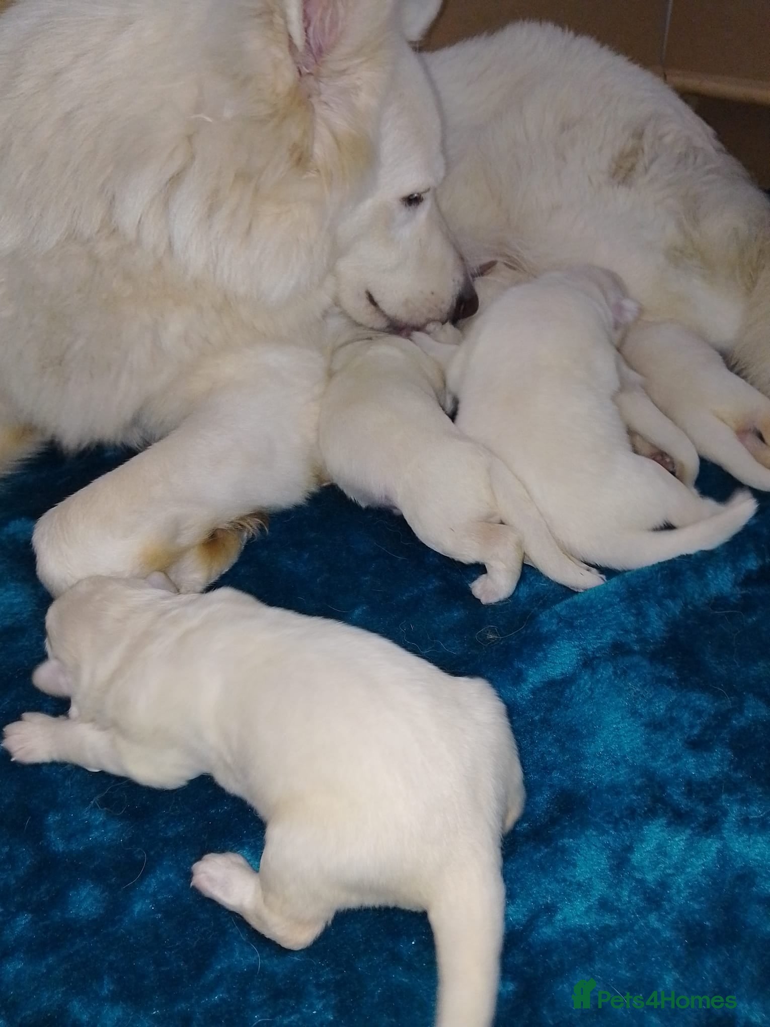 German Shepherd dogs Straight back White German Shepherd pups for sale - Advert 2