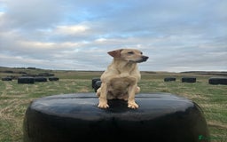 Labrador Retriever dogs for sale: Labrador x GWP - Image 8
