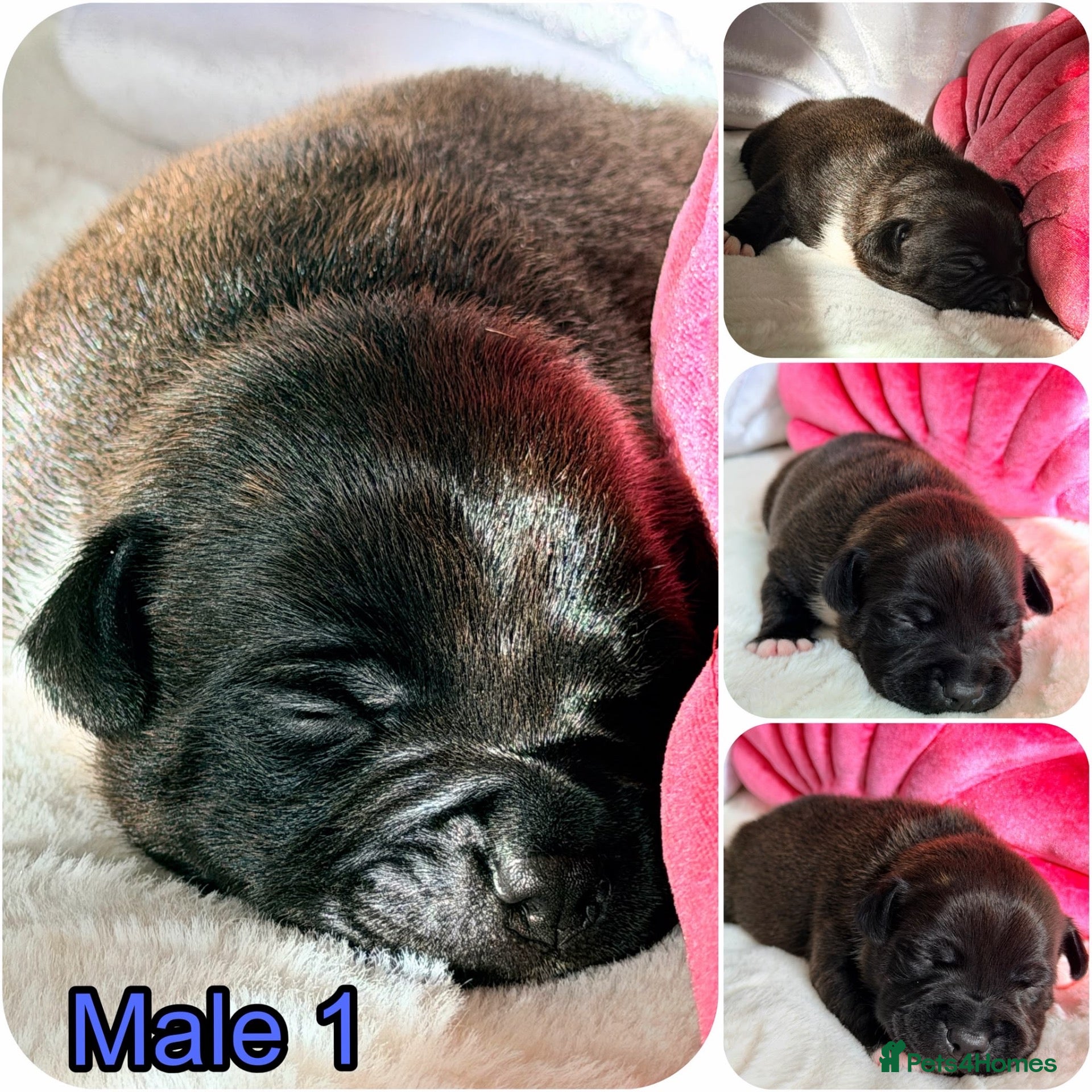 Staffordshire Bull Terrier dogs for sale: 🐾 STAFFORDSHIRE BULL TERRIER  🐾 - Advert 2