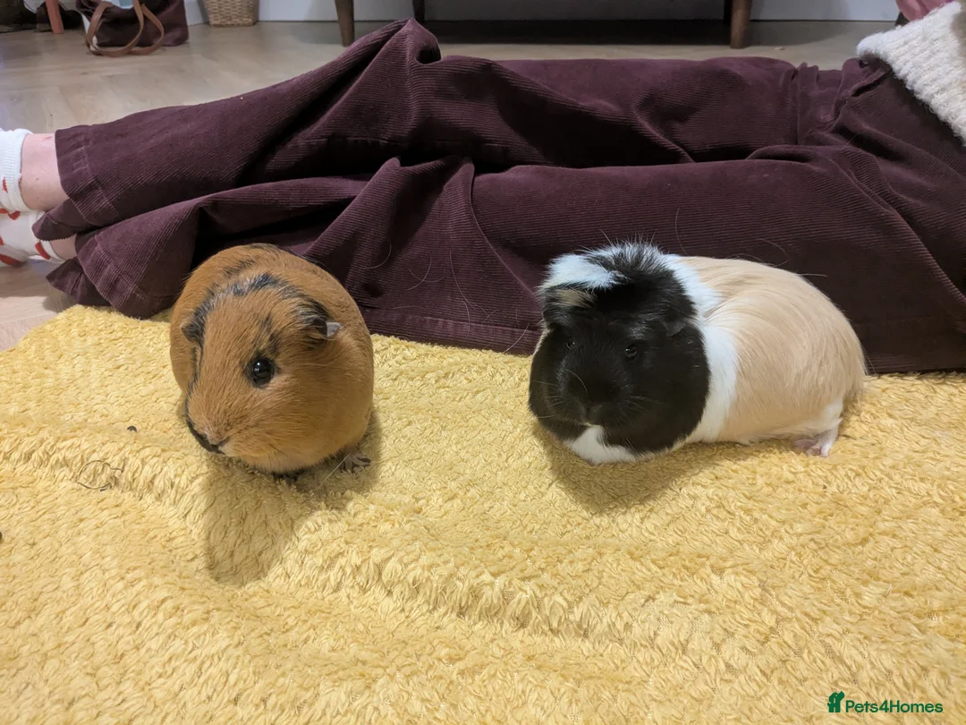Guinea Pig rodents for sale: Guinea pigs bonded girls - Advert 1