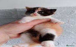 British Shorthair cats for sale: Beautiful exotic British Shorthair  - Advert 6