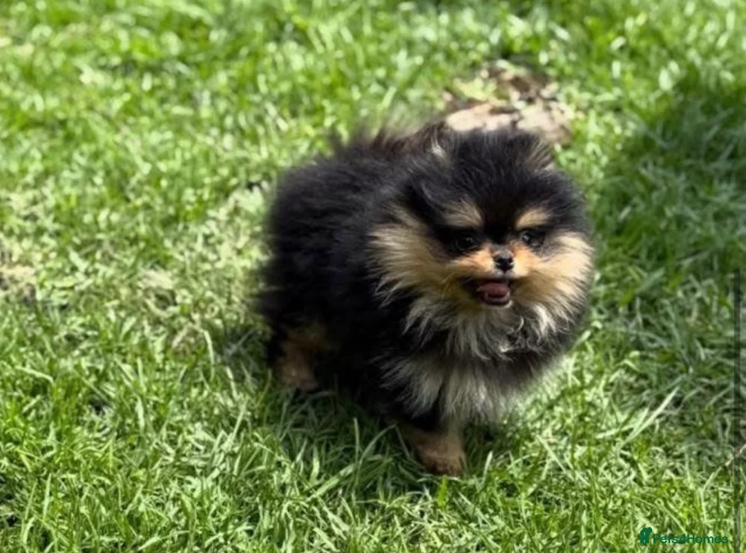 Pomeranian dogs for sale: Teeny tiny male Pomeranian - Advert 5