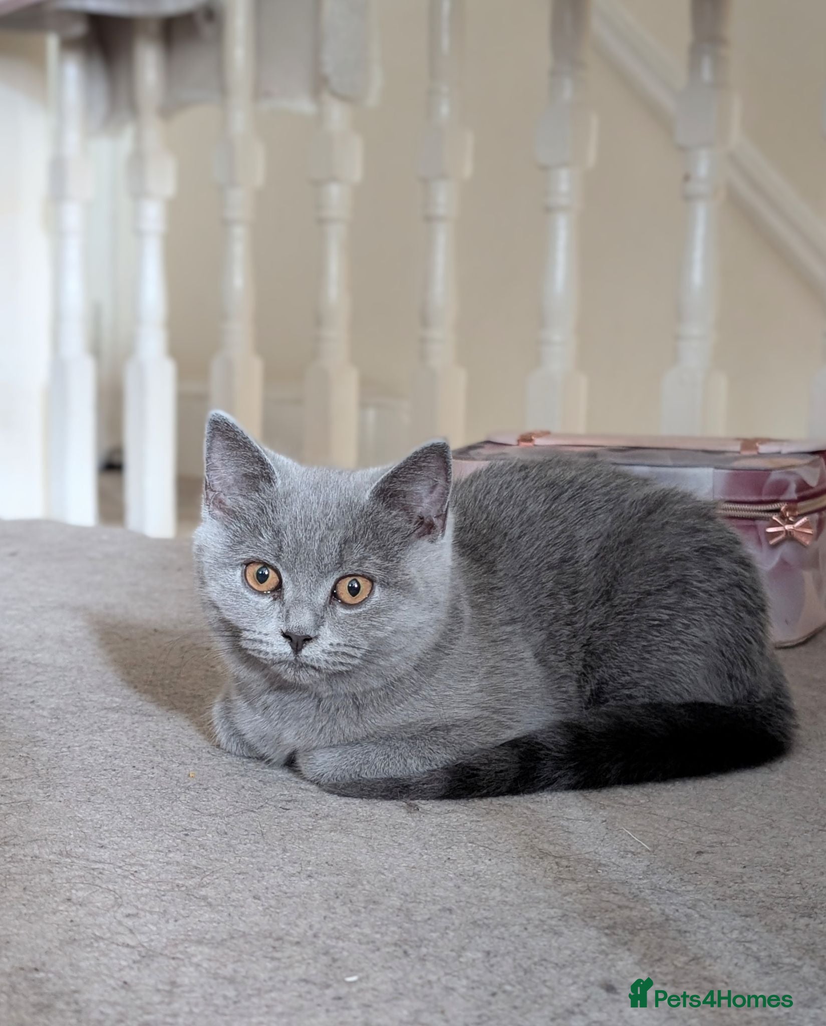 British Shorthair cats Two Beautiful Kittens are looking for home✨😸♥️ - Advert 2