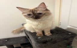Ragdoll cats for sale: 14 month old female tortie ragdoll  - Advert 3
