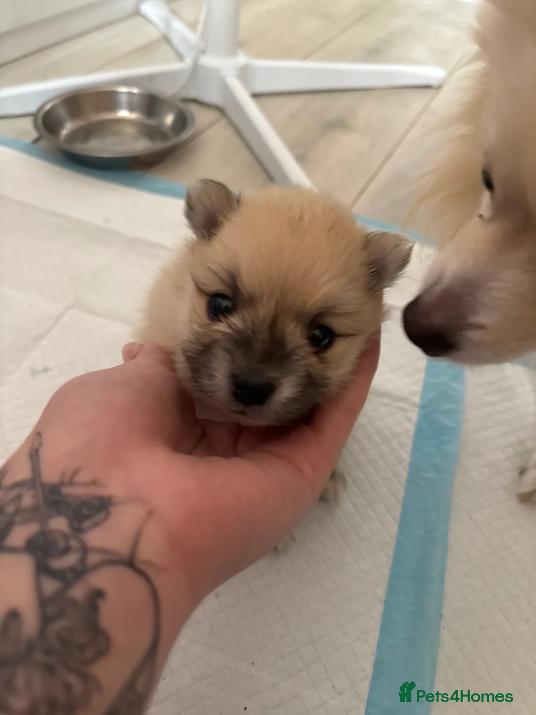 Pomeranian dogs for sale: Pomeranian puppies 4 weeks old currently  - Advert 2