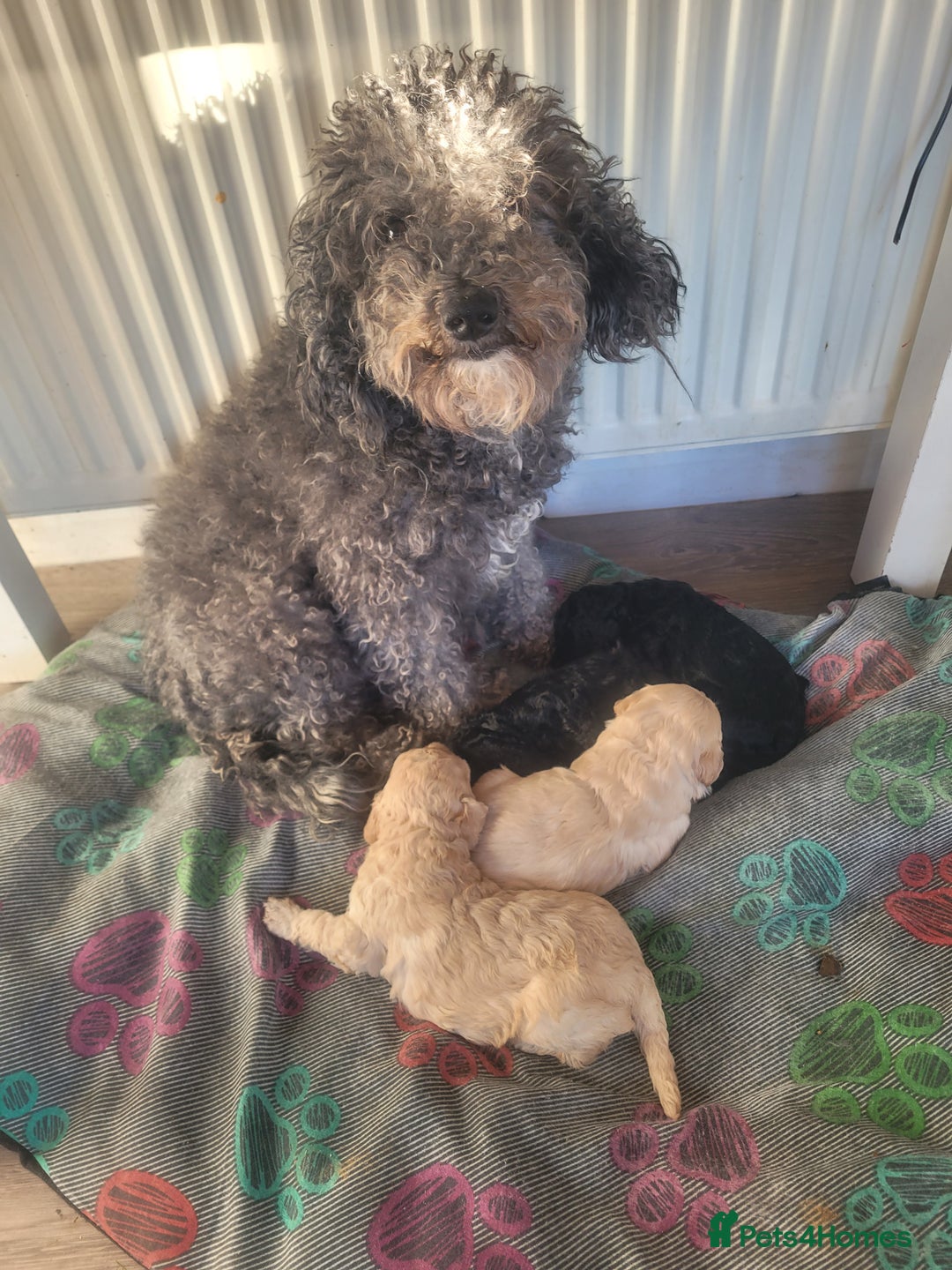 Cockapoo dogs for sale: Cockapoo puppies 💝  - Advert 11