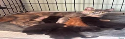 Mixed Breed cats for sale: Bsh cross mixed breed kittens  ready 17august  - Advert 6